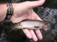 Little Kern River golden trout