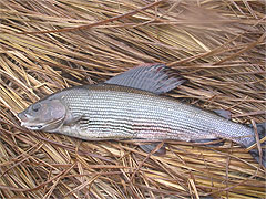 Grayling caught while fly fishing in the Czech Republic