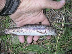 Picture of Goose Lake redband Trout