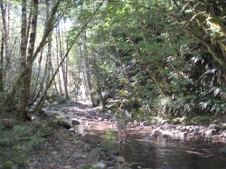 Photo of California's Little Jones Creek