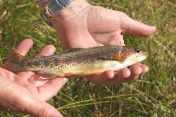 Picture of McCloud River Redband Trout.