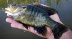 Green sunfish from farm pond