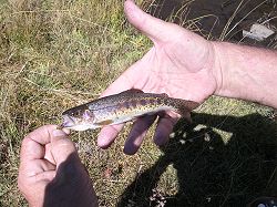 Picture of Warner Lakes Redband Trout